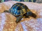 Hermanns : Female approx 3 years old (Ernie)